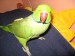 Náš Papoušek* Alexander zelený malý